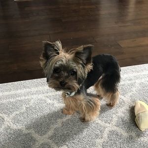 Meet your Posher, Dan